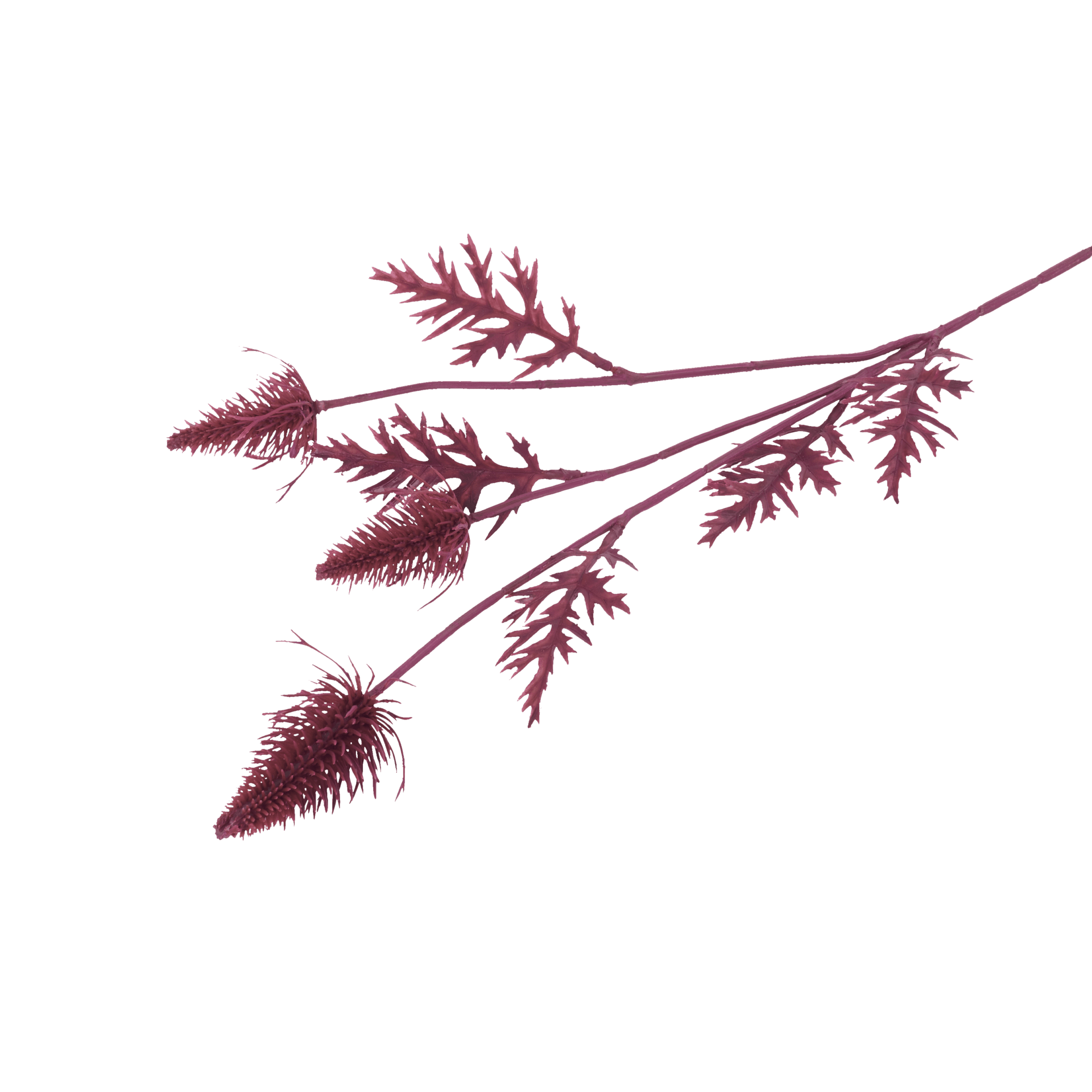 Eryngium Crimson Blooms By Samuel Baker