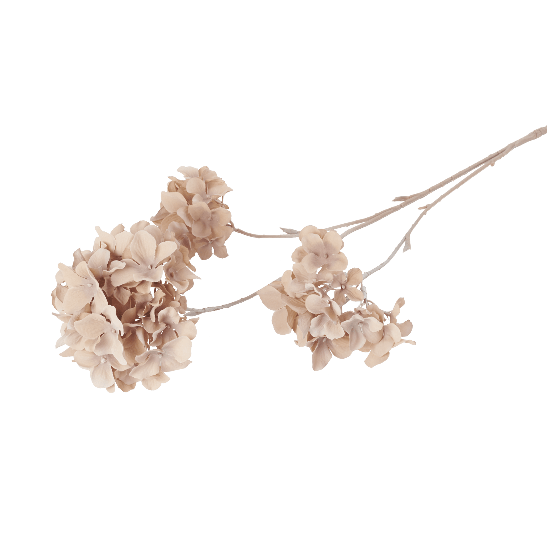 Hydrangea Paniculata Blooms By Samuel Baker